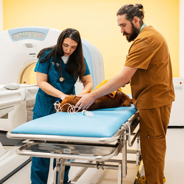 Ვეტსითი