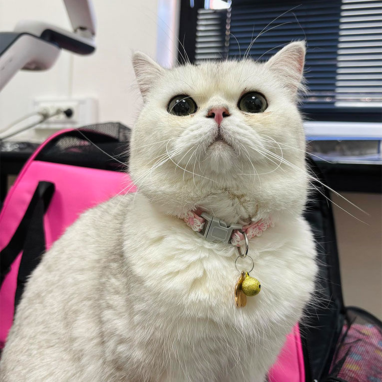 Ფისო Სისი