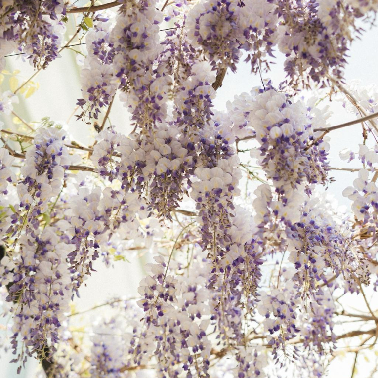 Visteria3