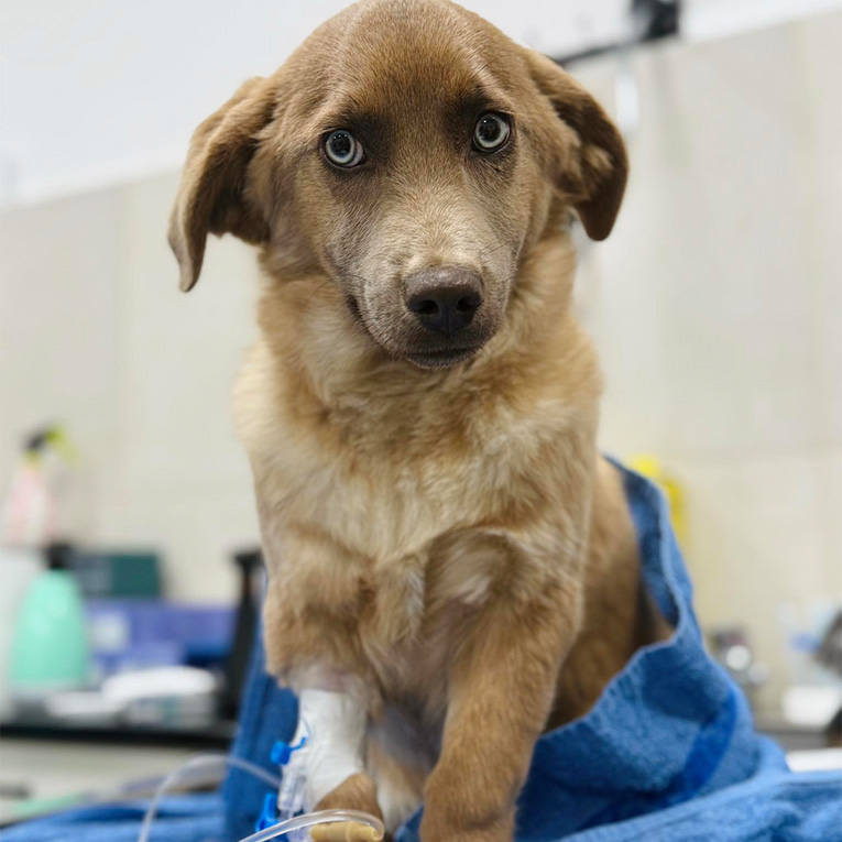 Ბუბლიკა