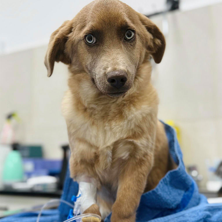 Ბუბლიკა