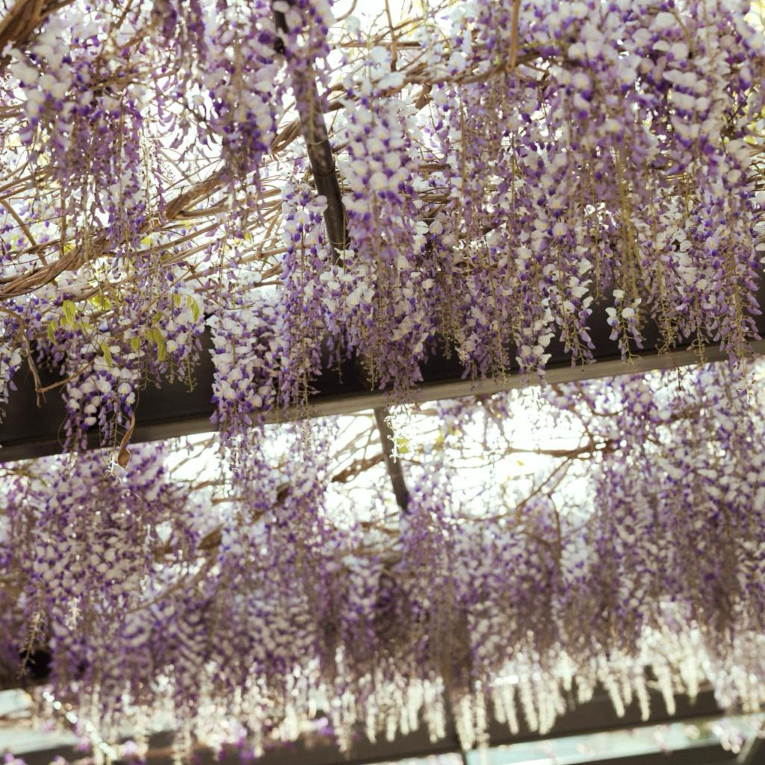 Visteria2