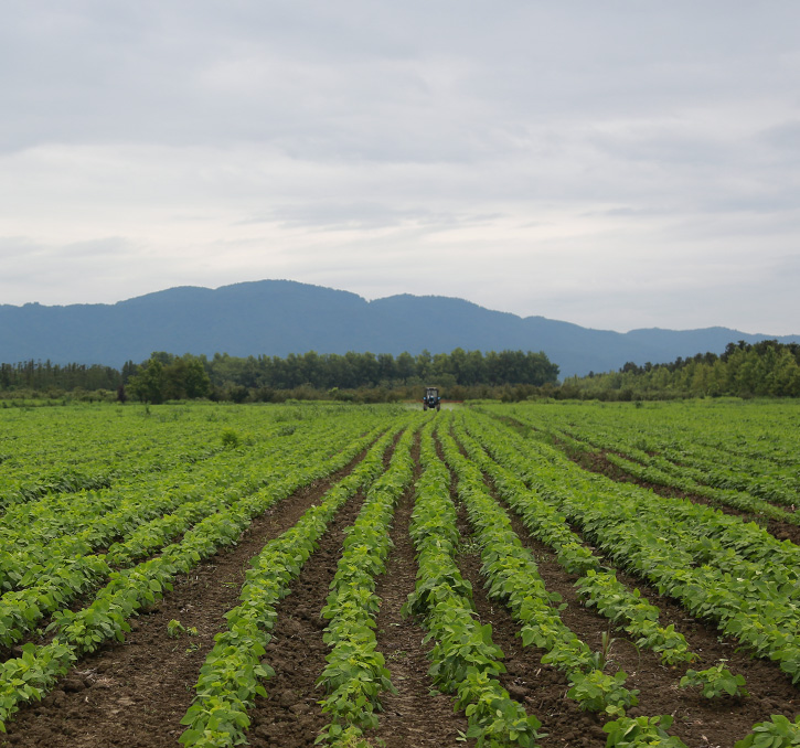 Agr Bazebi Abasha 2 (1)