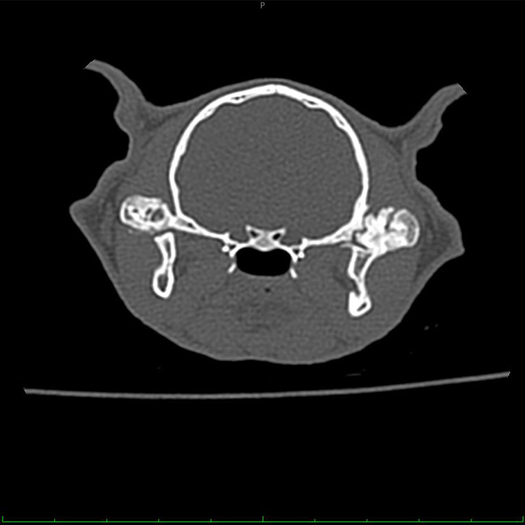 Ფისო Თინა 4