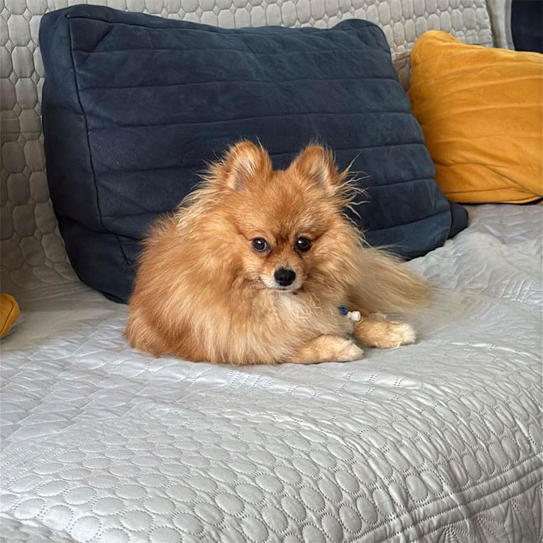 Bibi
