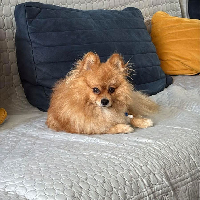 Bibi