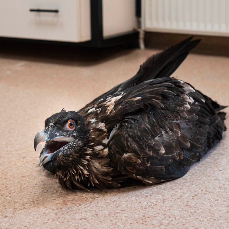 Luxuma1