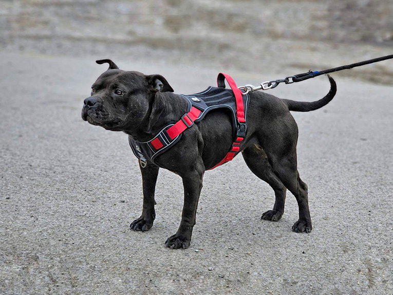 2Pit Bull