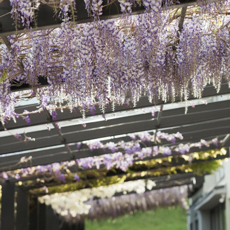 Visteria1