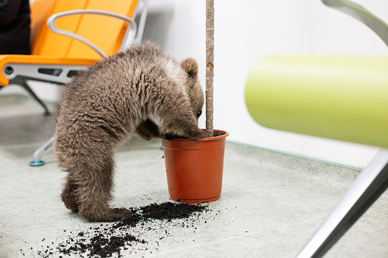 F 4Datvis Beli Kampussi