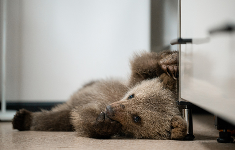 F 1Datvis Beli Kampussi