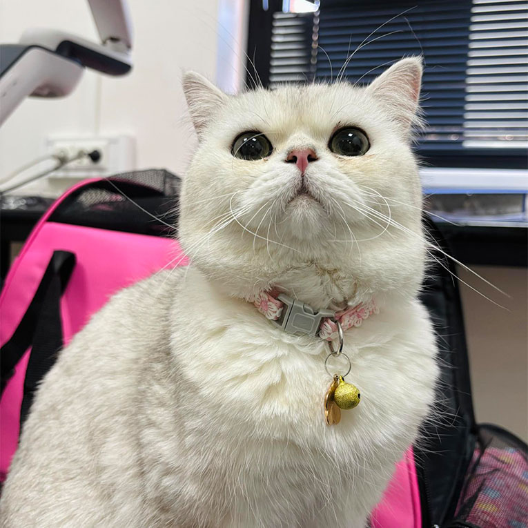 Ფისო Სისი