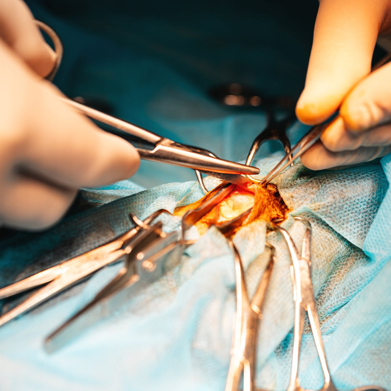 Ფისო Თინა 3